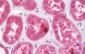KDELR2 Antibody (aa100-150)